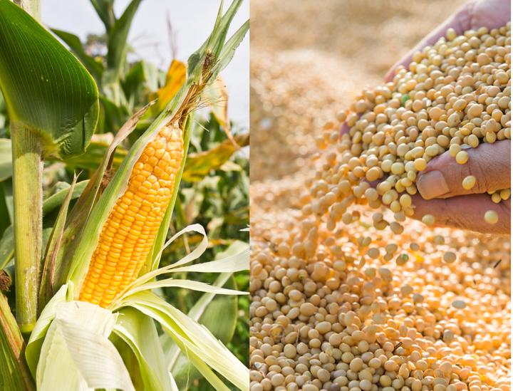 زراعة الذرة في أوكرانيا تخسر أمام فول الصويا والنقص النقدي يحد من التبديل