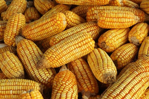 الفاو: انخفاض أسعار الذرة بشكل حاد يعكس زيادة الإمدادات في الأرجنتين و الولايات المتحدة