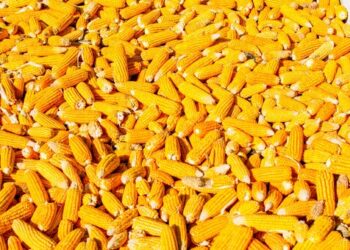 بورصة شيكاغو: العقود الآجلة للذرة تبدأ تداولات اليوم بارتفاعات طفيفة