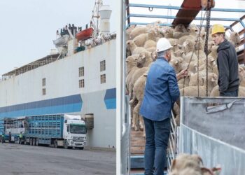 الزراعة السعودية: استيراد 1.8 مليون رأس ماشية لتلبية الطلب خلال موسمي رمضان والحج