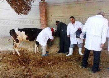 فحص وعلاج 2117 رأس ماشية في قافلة بيطرية بمركز كفرصقر بالشرقية