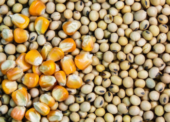 ارتفاع الطلب على خامات الأعلاف في بنغلاديش مع التوسع في مزارع الدواجن