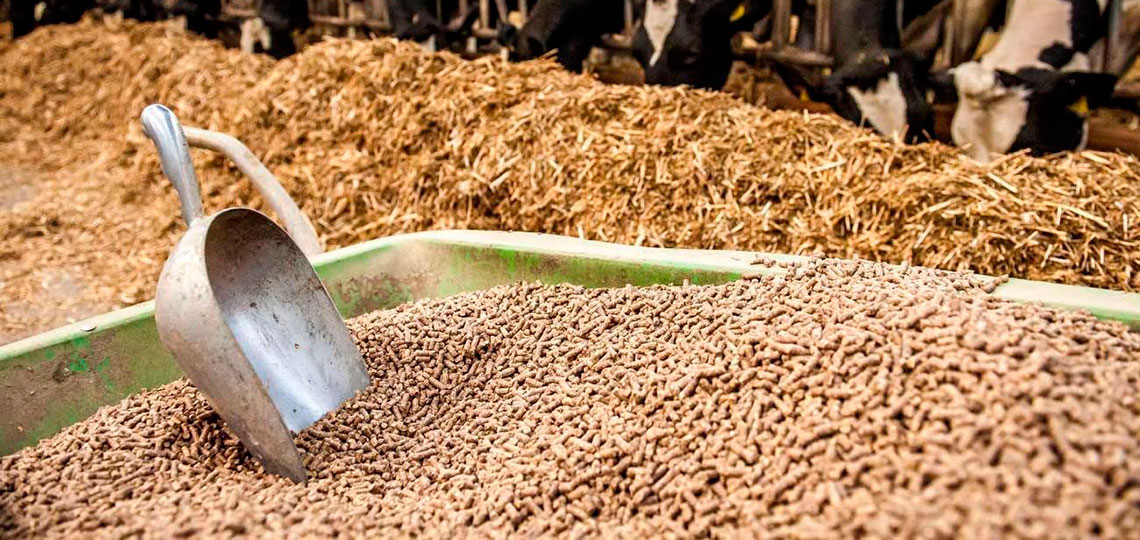 التعاون لأعلاف المواشي: حالة ركود تسيطر على السوق رغم الانخفاضات المتتالية فى الأسعار