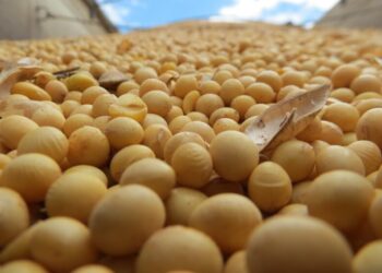 العقود الآجلة لفول الصويا والحبوب تتراجع مع انتظار السوق لأخبار التصدير