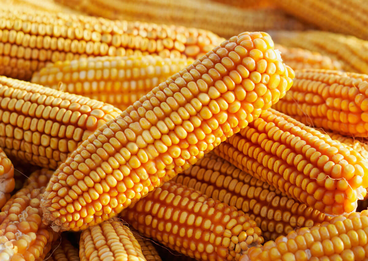 الاتحاد الأوروبي يتوقع ارتفاع صادرات الذرة والشعير في موسم 2024-25