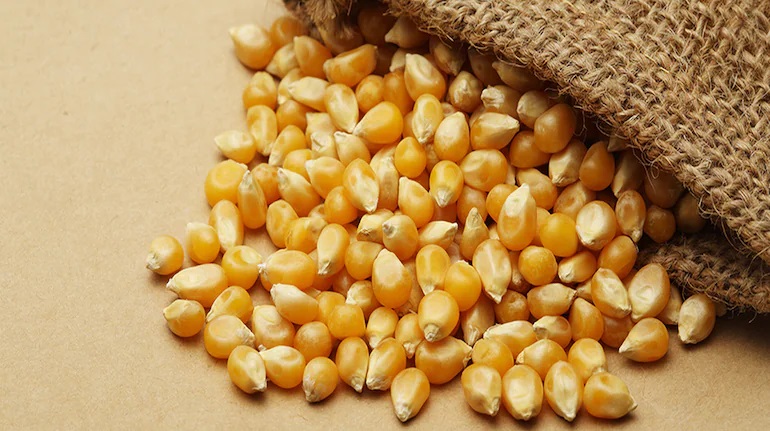 الصين تعزز وارداتها من الذرة بأكثر من 15% خلال أول شهرين من عام 2024