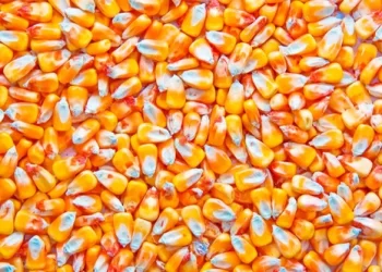 كوريا الجنوبية تشتري 199 ألف طن من في مناقصتين