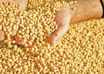 بورصة الحبوب| ارتفاع العقود الآجلة لفول الصويا بدعم انتعاش المنتجات من الزيت والكسب