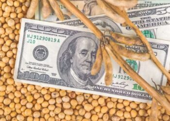 بورصة الحبوب| فول الصويا يقفز إلى أعلى مستوياته في شهرين بفعل الطقس في الأرجنتين