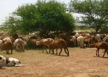 "الخدمات البيطرية": خطة لإجراء حصر شامل للثروة الحيوانية وبحث الإستعدادات لرمضان