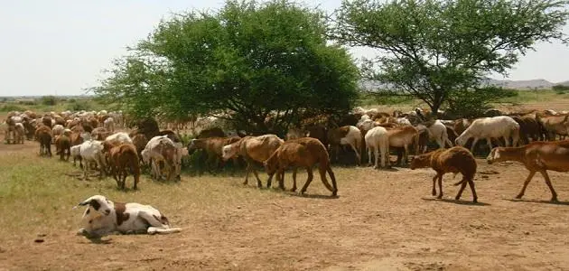 "الخدمات البيطرية": خطة لإجراء حصر شامل للثروة الحيوانية وبحث الإستعدادات لرمضان
