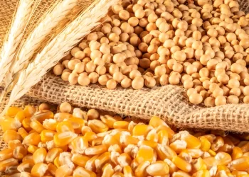 صادرات الذرة