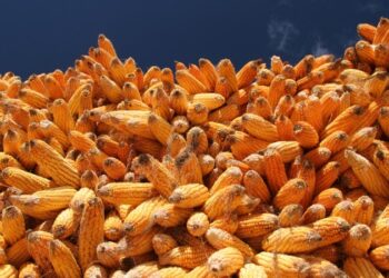 الصين تخفض واردات الذرة وسط زيادة الإنتاج