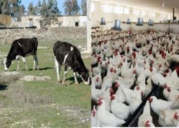 أنفلونزا الطيور تضرب قطعان الأبقار والدواجن في الولايات المتحدة