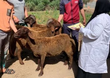 فحص وعلاج 200 حيوان و3140 طائرا خلال قافلة بيطرية بقرية "منشأة نظيف" بالغربية