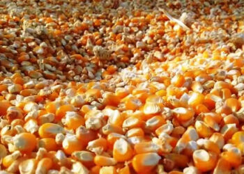العقود الآجلة للذرة تبدأ جلسة الأربعاء بمكاسب طفيفة في بورصة شيكاغو