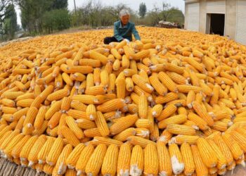 روسيا تتوقع انخفاض محصول الحبوب والبذور الزيتية في عام 2024