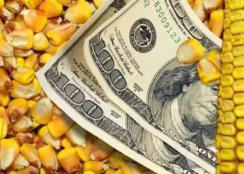 أسعار الذرة في الصين هي الأدنى منذ ثلاث سنوات