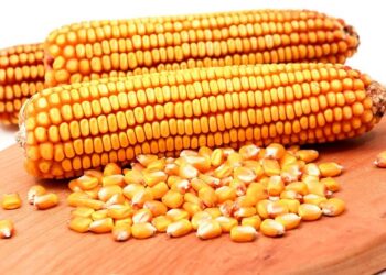 الفلبين تعزز وارداتها من الذرة لتغطية زيادة استهلاك الأعلاف في السنة المالية 2024/2025
