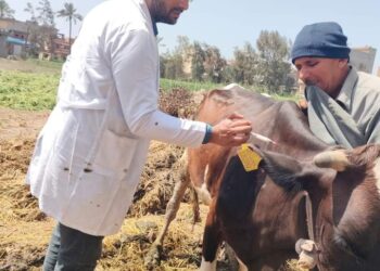 بيطري الدقهلية: تحصين 120 رأس ماشية ضد الحمى القلاعية والوادي المتصدع