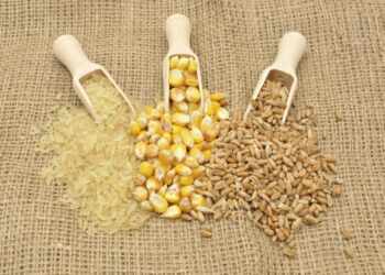 الفاو ترفع توقعاتها لإنتاج الحبوب في العالم