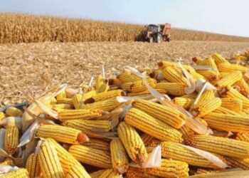 واردات فيتنام من الذرة تبلغ 702.74 مليون دولار أمريكي في الربع الأول لعام 2024