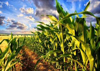 الأرجنتين تخسر 1.3 مليار دولار من محصول الذرة بسبب غزو ​​الحشرات