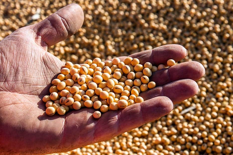 وزارة الزراعة الأمريكية تنشر تصحيحاً يتعلق ببيع 121,5 مليون طن من فول الصويا إلى المكسيك