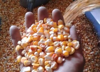 الولايات المتحدة تعلن عن مبيعات 216.5 ألف طن من الذرة إلى المكسيك