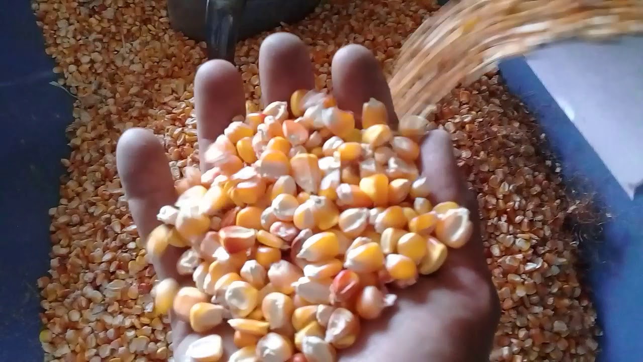 الولايات المتحدة تعلن عن مبيعات 216.5 ألف طن من الذرة إلى المكسيك