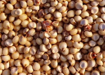صادرات فول الصويا الأمريكية إلى الصين تتضاءل مع تعزيز الأرجنتين للإمدادات