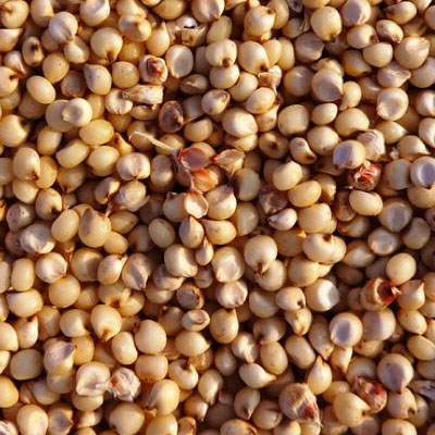 صادرات فول الصويا الأمريكية إلى الصين تتضاءل مع تعزيز الأرجنتين للإمدادات