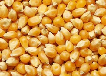 بسبب الجفاف.. روسيا تتوقع انخفاض محصول الحبوب ​​إلى 135-136 مليون طن في عام 2024