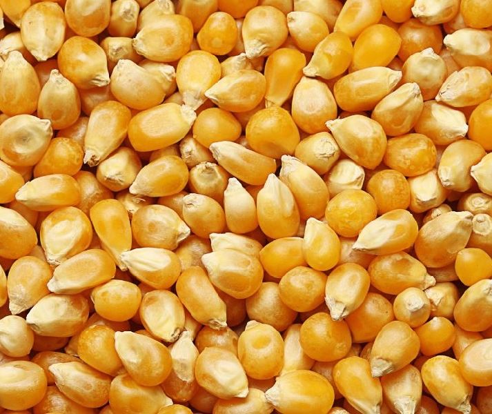 بسبب الجفاف.. روسيا تتوقع انخفاض محصول الحبوب ​​إلى 135-136 مليون طن في عام 2024
