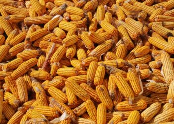 الصين تواصل إلغاء شحنات الذرة الأوكرانية بنحو مليون طن بهدف تخفيف العرض الزائد المحلي