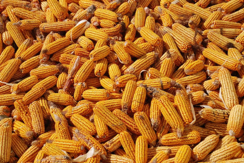 الصين تواصل إلغاء شحنات الذرة الأوكرانية بنحو مليون طن بهدف تخفيف العرض الزائد المحلي