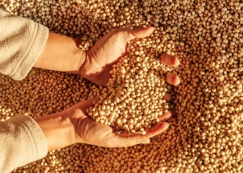 المكسيك ومصر أبرز الوجهات.. مبيعات فول الصويا الأمريكي تسجل 305.3 ألف طن خلال الأسبوع