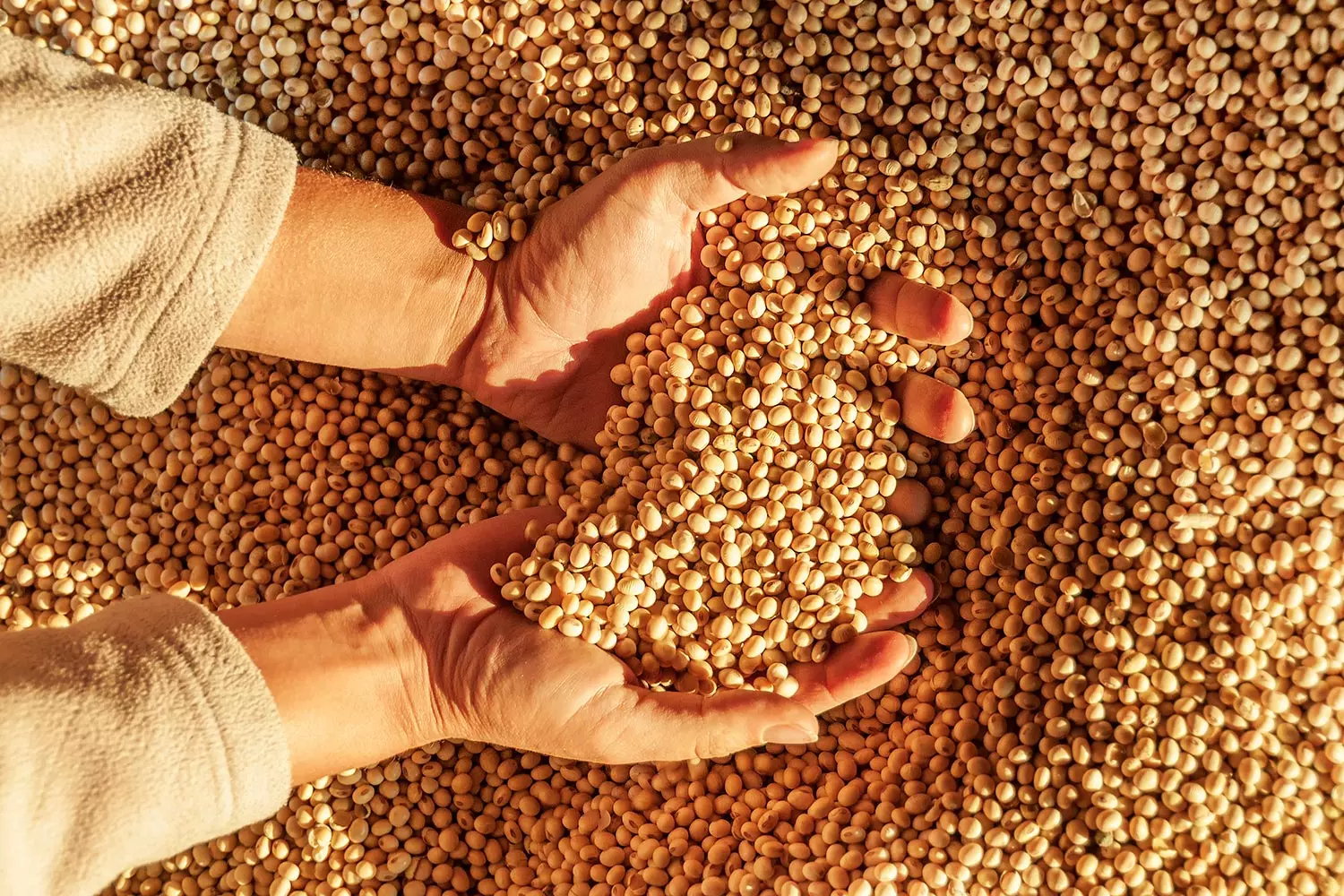 المكسيك ومصر أبرز الوجهات.. مبيعات فول الصويا الأمريكي تسجل 305.3 ألف طن خلال الأسبوع