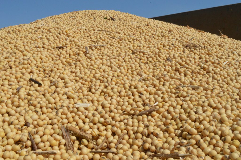 ارتفاع أسعار فول الصويا في أوكرانيا وسط تأخير الإمدادات من أمريكا الجنوبية