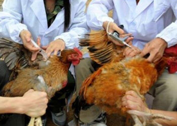 تحصين 194 ألفًا و550 طائرًا ضد مرض إنفلونزا الطيور في الشرقية