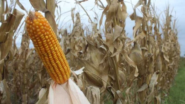 المكسيك تشتري 165 ألف طن من الذرة الأمريكية