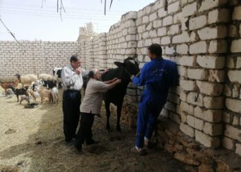 بحوث الصحراء ينظم قافلة بيطرية مجانية في واحة سيوة بمطروح