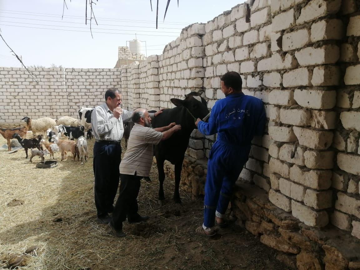 بحوث الصحراء ينظم قافلة بيطرية مجانية في واحة سيوة بمطروح