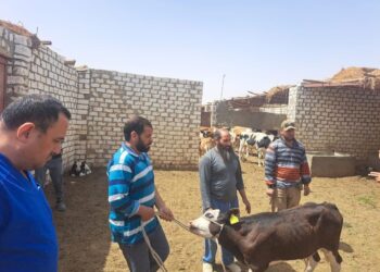 بحوث الصحراء ينفذ قافلة بيطرية مجانية لمدينة الفرافرة بالوادى الجديد