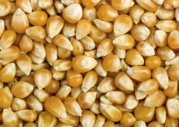 وزارة الزراعة الأمريكية تعلن عن مبيعات جديدة من الذرة تقدر بـ 405 ألف طن إلى المكسيك