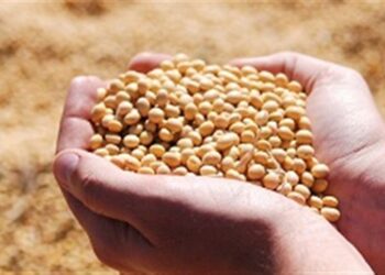الزراعة الأمريكية تقدر الإنتاج العالمي من فول الصويا عند 422.26 مليون طن للموسم المقبل