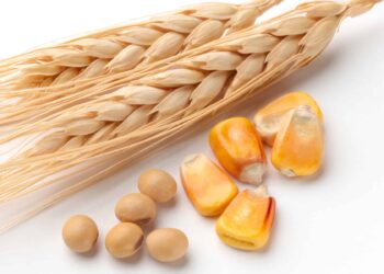 رغم بيانات الصادرات الأمريكية.. الصويا تهبط والذرة تغلق على انخفاض بحوالي 2.5%