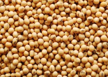 عمليات الفحص الأسبوعية على فول الصويا في الموانئ الأمريكية ترتفع إلى 348.654 طنًا.. ومصر الوجهة الرئيسية