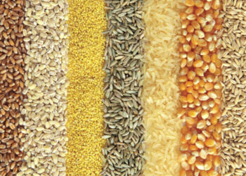 صادرات الحبوب الأوكرانية تتجاوز 41.3 مليون طن منذ بداية الموسم