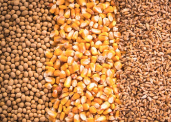 صادرات الحبوب الأوكرانية تسجل 5 ملايين طن في مايو